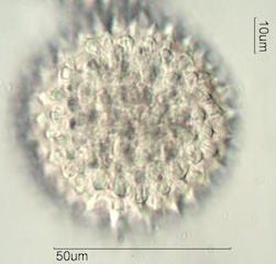 Sida acuta Pollen